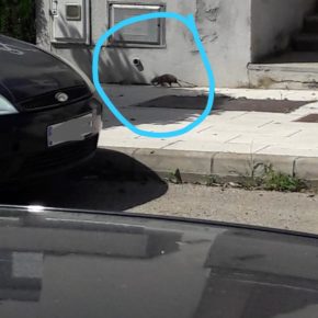 Cs Lloseta denuncia que la falta de limpieza ha aumentado la presencia de ratas en zonas verdes y calles del pueblo